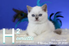 Henriette ist 9 Wochen alt ( 31.10.2020 )