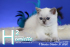 Henriette ist 9 Wochen alt ( 31.10.2020 )