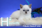 Henriette ist 9 Wochen alt ( 31.10.2020 )