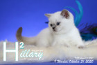 Hillary ist 9 Wochen alt ( 31.10.2020 )