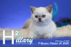 Hillary ist 9 Wochen alt ( 31.10.2020 )