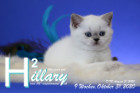 Hillary ist 9 Wochen alt ( 31.10.2020 )