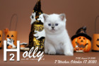 Holly ist 7 Wochen alt ( 17.10.2020 )