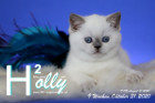 Holly ist 9 Wochen alt ( 31.10.2020 )