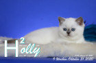 Holly ist 9 Wochen alt ( 31.10.2020 )