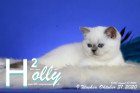 Holly ist 9 Wochen alt ( 31.10.2020 )
