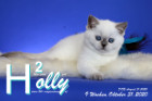 Holly ist 9 Wochen alt ( 31.10.2020 )
