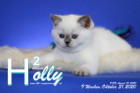Holly ist 9 Wochen alt ( 31.10.2020 )