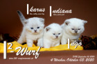 Unser I2-Wurf ist 4 Wochen alt ( 03.10.2020 )