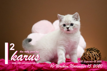 Ikarus ist 10 Wochen alt ( 15.11.2020 )