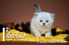 Ikarus ist 4 Wochen alt ( 03.10.2020 )