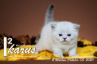 Ikarus ist 4 Wochen alt ( 03.10.2020 )