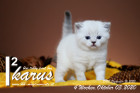 Ikarus ist 4 Wochen alt ( 03.10.2020 )