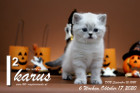 Ikarus ist 6 Wochen alt ( 17.10.2020 )