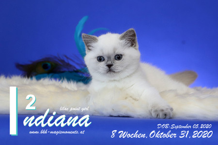 Indiana ist 8 Wochen alt ( 31.10.2020 )