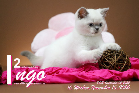 Ingo ist 10 Wochen alt ( 15.11.2020 )