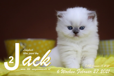 Jack ist 6 Wochen alt ( 27.02.2021 )