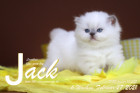 Jack ist 6 Wochen alt ( 27.02.2021 )