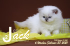 Jack ist 6 Wochen alt ( 27.02.2021 )