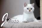 Jones ist 12 Wochen alt ( 11.04.2021 )
