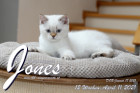Jones ist 12 Wochen alt ( 11.04.2021 )