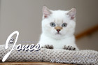 Jones ist 12 Wochen alt ( 11.04.2021 )