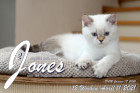 Jones ist 12 Wochen alt ( 11.04.2021 )