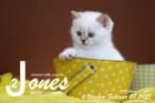 Jones ist 6 Wochen alt ( 27.02.2021 )