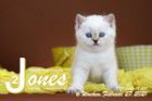 Jones ist 6 Wochen alt ( 27.02.2021 )