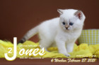 Jones ist 6 Wochen alt ( 27.02.2021 )