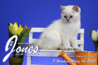 Jones ist 8 Wochen alt ( 14.03.2021 )