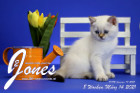 Jones ist 8 Wochen alt ( 14.03.2021 )