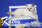 Kathy ist 6 Wochen alt ( 19.06.2021 )