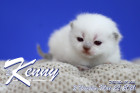 Kenny ist 2 Wochen alt ( 22.05.2021 )