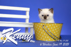 Kenny ist 6 Wochen alt ( 19.06.2021 )
