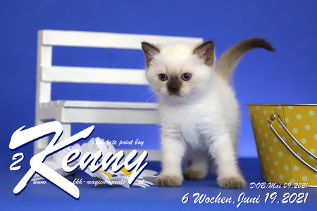 Kenny ist 6 Wochen alt ( 19.06.2021 )