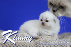 Kimmy ist 2 Wochen alt ( 22.05.2021 )