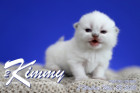 Kimmy ist 2 Wochen alt ( 22.05.2021 )