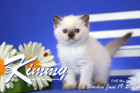 Kimmy ist 6 Wochen alt ( 19.06.2021 )