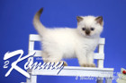 Kimmy ist 6 Wochen alt ( 19.06.2021 )