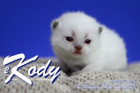 Kody ist 2 Wochen alt ( 22.05.2021 )