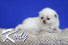 Kody ist 2 Wochen alt ( 22.05.2021 )