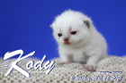 Kody ist 2 Wochen alt ( 22.05.2021 )