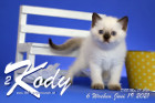 Kody ist 6 Wochen alt ( 19.06.2021 )
