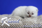 Konrad ist 2 Wochen alt ( 22.05.2021 )
