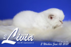 Livia ist 3 Wochen alt ( 05.06.2021 )