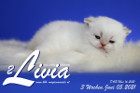 Livia ist 3 Wochen alt ( 05.06.2021 )