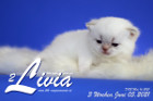 Livia ist 3 Wochen alt ( 05.06.2021 )