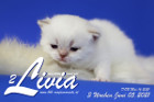 Livia ist 3 Wochen alt ( 05.06.2021 )