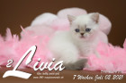 Livia ist 7 Wochen alt ( 02.07.2021 )